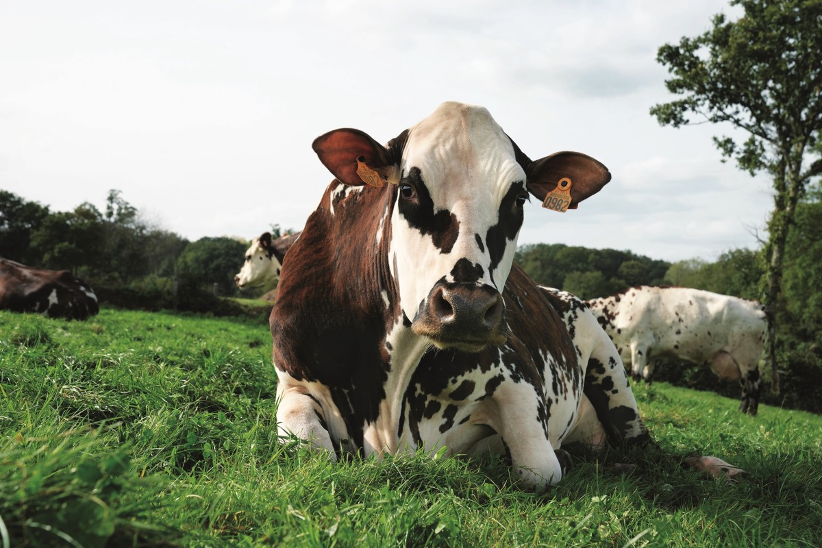 C’est Oreillette qui conduit la « Ferme Orne » au Salon international de l’agriculture. ©SIA24 - P. Parchet