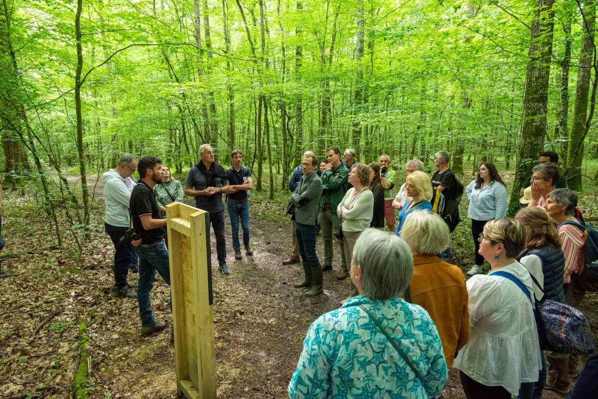 Sentier de la forêt de Bourse ©D.Commenchal-CD61