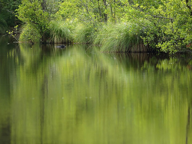 Etang de la lande forêt - Le Grais | © C Aubert