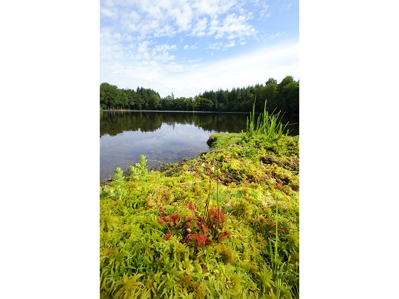 Etang de la lande forêt - Le Grais | © C Aubert