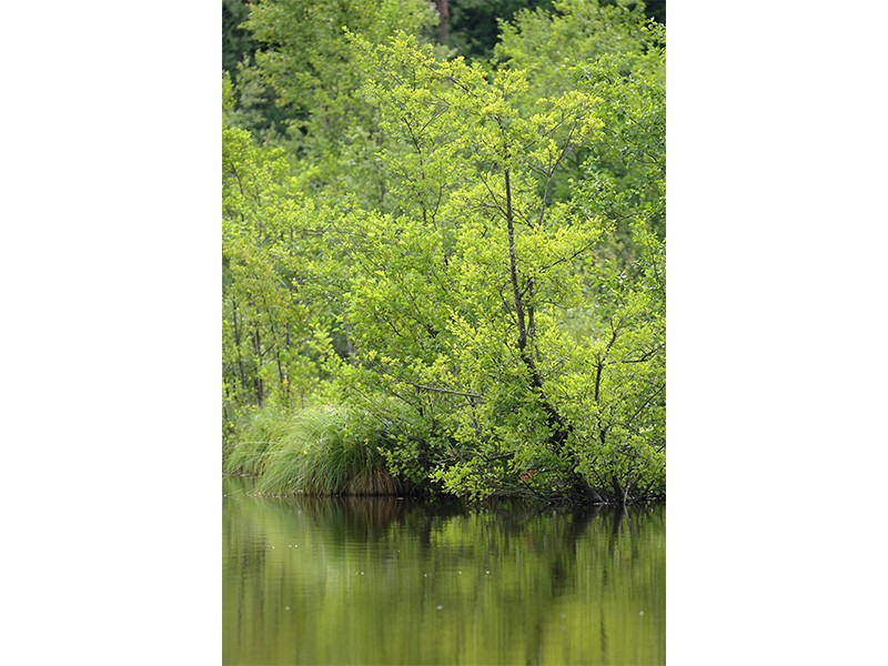 Etang de la lande forêt - Le Grais | © C Aubert