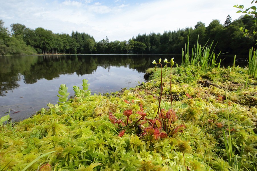 Etang de la lande forêt - Le Grais | © C Aubert