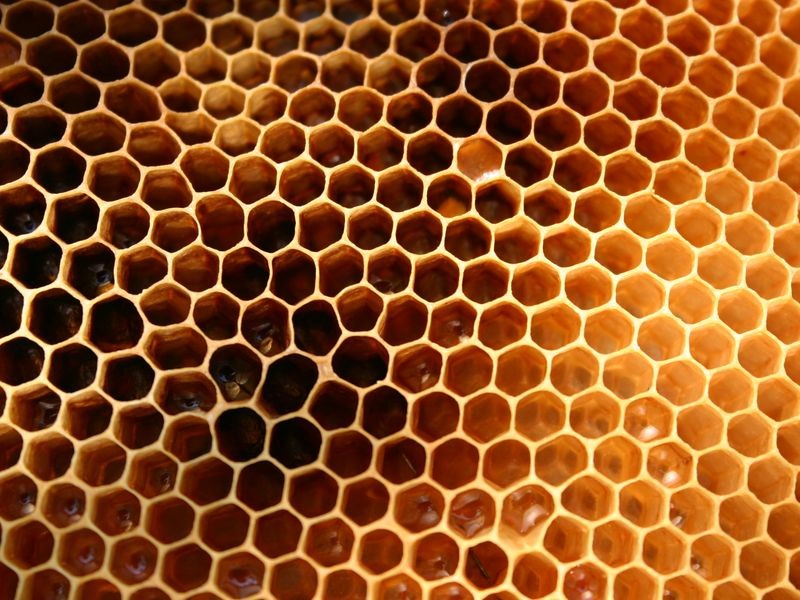 ecomusee_apiculture9_800 | ©ecomuseeduperche ecomusee_apiculture9_800 | ©ecomuseeduperche